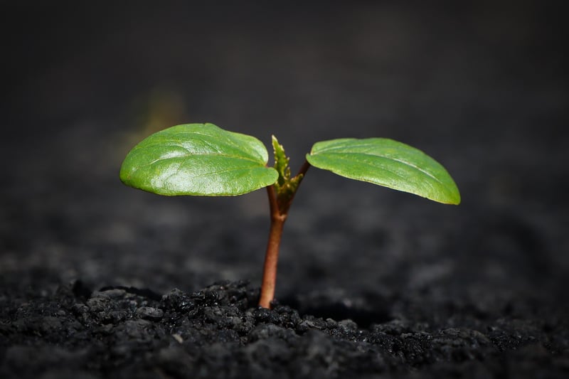 Soil Mixes