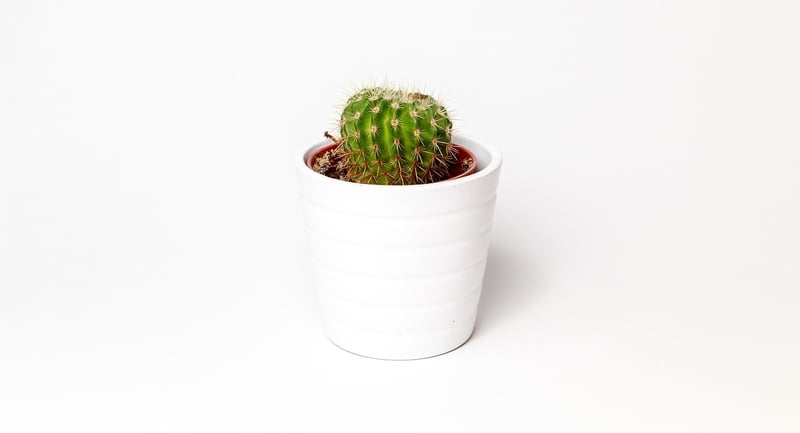 Jade Plant