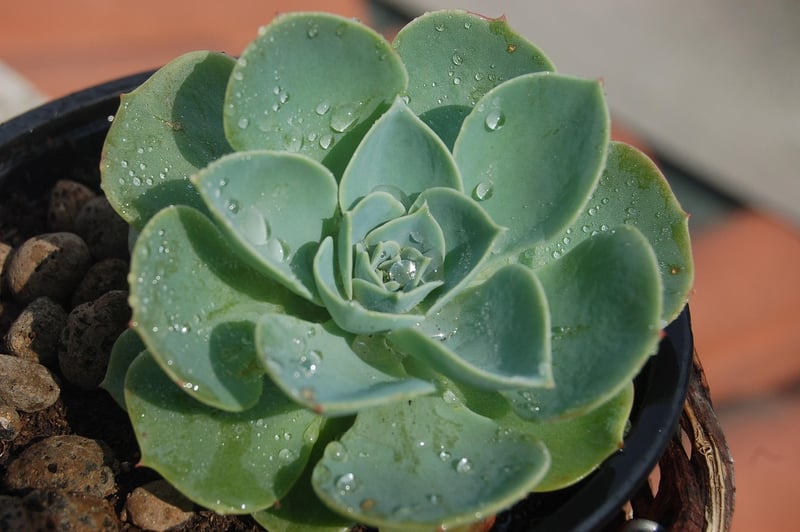 Echeveria